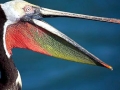 Peruvian Pelican