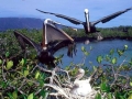 Peruvian Pelican