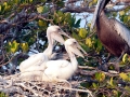 Peruvian Pelican