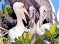 Peruvian Pelican