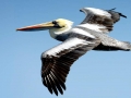 Peruvian Pelican