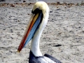 Peruvian Pelican