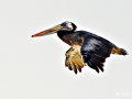 Peruvian Pelican