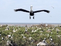 Peruvian Pelican