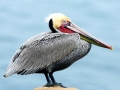 Peruvian Pelican