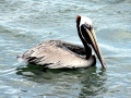 Peruvian Pelican