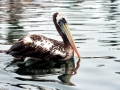 Peruvian Pelican