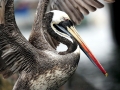 Peruvian Pelican
