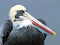 Peruvian Pelican