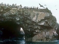 Peruvian Pelican