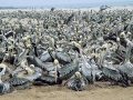 Peruvian Pelican
