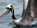 Peruvian Pelican