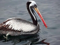 Peruvian Pelican