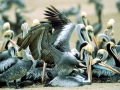 Peruvian Pelican