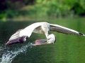 Peruvian Pelican