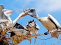 Peruvian Pelican