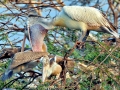 Peruvian Pelican