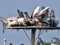Peruvian Pelican