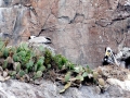 Peruvian Pelican