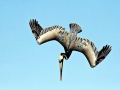Peruvian Pelican