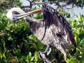 Peruvian Pelican