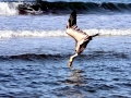 Peruvian Pelican