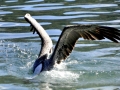 Peruvian Pelican