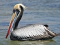 Peruvian Pelican