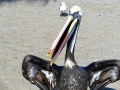 Peruvian Pelican