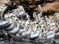 Peruvian Pelican