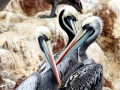 Peruvian Pelican