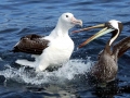 Peruvian Pelican
