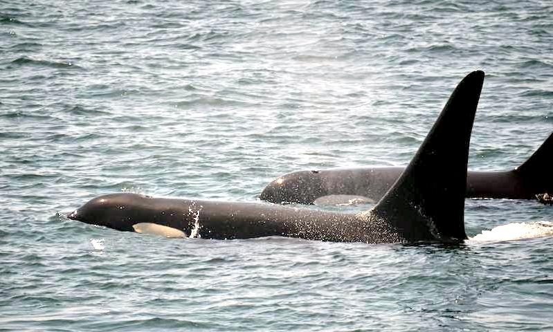 J-26 "Mike" was born in 1991 and is the first offspring of J-16 "Slick" and was 23 years old in 2013. He was named after the late Dr. Michael Bigg, who was known as the "Father of Killer Whale Research". Mike has 2 living siblings, J-36 "Alki" and J-42 "Echo" and he is often seen traveling and playing with them. Mike can be identified by his open saddlepatch on both sides of his back.