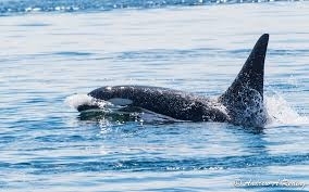 J-26 "Mike" was born in 1991 and is the first offspring of J-16 "Slick" and was 23 years old in 2013. He was named after the late Dr. Michael Bigg, who was known as the "Father of Killer Whale Research". Mike has 2 living siblings, J-36 "Alki" and J-42 "Echo" and he is often seen traveling and playing with them. Mike can be identified by his open saddlepatch on both sides of his back.