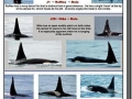 J-26 "Mike" was born in 1991 and is the first offspring of J-16 "Slick" and was 23 years old in 2013. He was named after the late Dr. Michael Bigg, who was known as the "Father of Killer Whale Research". Mike has 2 living siblings, J-36 "Alki" and J-42 "Echo" and he is often seen traveling and playing with them. Mike can be identified by his open saddlepatch on both sides of his back.