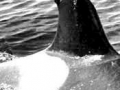 Identified in 1971 by Dr. Bigg, was the first whale named in the photo-id study. She was called Stubbs because of her lopped-off dorsal fin and died in 1974.