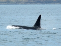 J-26 "Mike" was born in 1991 and is the first offspring of J-16 "Slick" and was 23 years old in 2013. He was named after the late Dr. Michael Bigg, who was known as the "Father of Killer Whale Research". Mike has 2 living siblings, J-36 "Alki" and J-42 "Echo" and he is often seen traveling and playing with them. Mike can be identified by his open saddlepatch on both sides of his back.