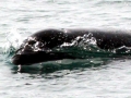 J-26 "Mike" was born in 1991 and is the first offspring of J-16 "Slick" and was 23 years old in 2013. He was named after the late Dr. Michael Bigg, who was known as the "Father of Killer Whale Research". Mike has 2 living siblings, J-36 "Alki" and J-42 "Echo" and he is often seen traveling and playing with them. Mike can be identified by his open saddlepatch on both sides of his back.