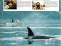 1st edition signed:  KILLER WHALES A Study of Their Identification, Genealogy & Natural History in British Columbia and Washington State