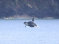 J-26 "Mike" was born in 1991 and is the first offspring of J-16 "Slick" and was 23 years old in 2013. He was named after the late Dr. Michael Bigg, who was known as the "Father of Killer Whale Research". Mike has 2 living siblings, J-36 "Alki" and J-42 "Echo" and he is often seen traveling and playing with them. Mike can be identified by his open saddlepatch on both sides of his back.