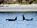 J-26 "Mike" was born in 1991 and is the first offspring of J-16 "Slick" and was 23 years old in 2013. He was named after the late Dr. Michael Bigg, who was known as the "Father of Killer Whale Research". Mike has 2 living siblings, J-36 "Alki" and J-42 "Echo" and he is often seen traveling and playing with them. Mike can be identified by his open saddlepatch on both sides of his back.