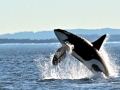 J-26 "Mike" was born in 1991 and is the first offspring of J-16 "Slick" and was 23 years old in 2013. He was named after the late Dr. Michael Bigg, who was known as the "Father of Killer Whale Research". Mike has 2 living siblings, J-36 "Alki" and J-42 "Echo" and he is often seen traveling and playing with them. Mike can be identified by his open saddlepatch on both sides of his back.