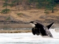 J-26 "Mike" was born in 1991 and is the first offspring of J-16 "Slick" and was 23 years old in 2013. He was named after the late Dr. Michael Bigg, who was known as the "Father of Killer Whale Research". Mike has 2 living siblings, J-36 "Alki" and J-42 "Echo" and he is often seen traveling and playing with them. Mike can be identified by his open saddlepatch on both sides of his back.