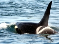 J-26 "Mike" was born in 1991 and is the first offspring of J-16 "Slick" and was 23 years old in 2013. He was named after the late Dr. Michael Bigg, who was known as the "Father of Killer Whale Research". Mike has 2 living siblings, J-36 "Alki" and J-42 "Echo" and he is often seen traveling and playing with them. Mike can be identified by his open saddlepatch on both sides of his back.