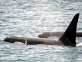 J-26 "Mike" was born in 1991 and is the first offspring of J-16 "Slick" and was 23 years old in 2013. He was named after the late Dr. Michael Bigg, who was known as the "Father of Killer Whale Research". Mike has 2 living siblings, J-36 "Alki" and J-42 "Echo" and he is often seen traveling and playing with them. Mike can be identified by his open saddlepatch on both sides of his back.