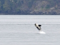 J-26 "Mike" was born in 1991 and is the first offspring of J-16 "Slick" and was 23 years old in 2013. He was named after the late Dr. Michael Bigg, who was known as the "Father of Killer Whale Research". Mike has 2 living siblings, J-36 "Alki" and J-42 "Echo" and he is often seen traveling and playing with them. Mike can be identified by his open saddlepatch on both sides of his back.