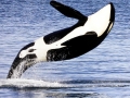 J-26 "Mike" was born in 1991 and is the first offspring of J-16 "Slick" and was 23 years old in 2013. He was named after the late Dr. Michael Bigg, who was known as the "Father of Killer Whale Research". Mike has 2 living siblings, J-36 "Alki" and J-42 "Echo" and he is often seen traveling and playing with them. Mike can be identified by his open saddlepatch on both sides of his back.