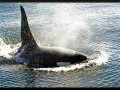 J-26 "Mike" was born in 1991 and is the first offspring of J-16 "Slick" and was 23 years old in 2013. He was named after the late Dr. Michael Bigg, who was known as the "Father of Killer Whale Research". Mike has 2 living siblings, J-36 "Alki" and J-42 "Echo" and he is often seen traveling and playing with them. Mike can be identified by his open saddlepatch on both sides of his back.