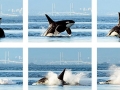 Dr. Michael A. Bigg: Photos