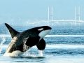 J-26 "Mike" was born in 1991 and is the first offspring of J-16 "Slick" and was 23 years old in 2013. He was named after the late Dr. Michael Bigg, who was known as the "Father of Killer Whale Research". Mike has 2 living siblings, J-36 "Alki" and J-42 "Echo" and he is often seen traveling and playing with them. Mike can be identified by his open saddlepatch on both sides of his back.